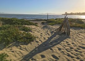 East Bay Regional Park District, Albany Beach Restoration and Public Access Improvements